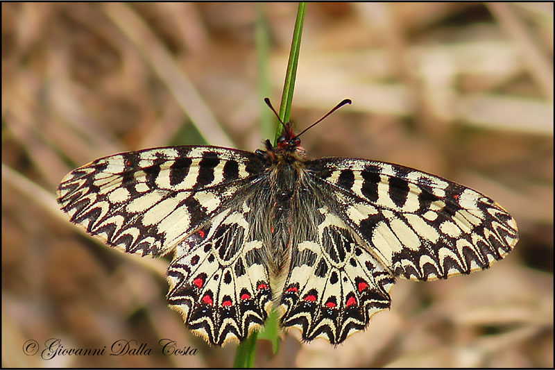 Zerynthia polyxena